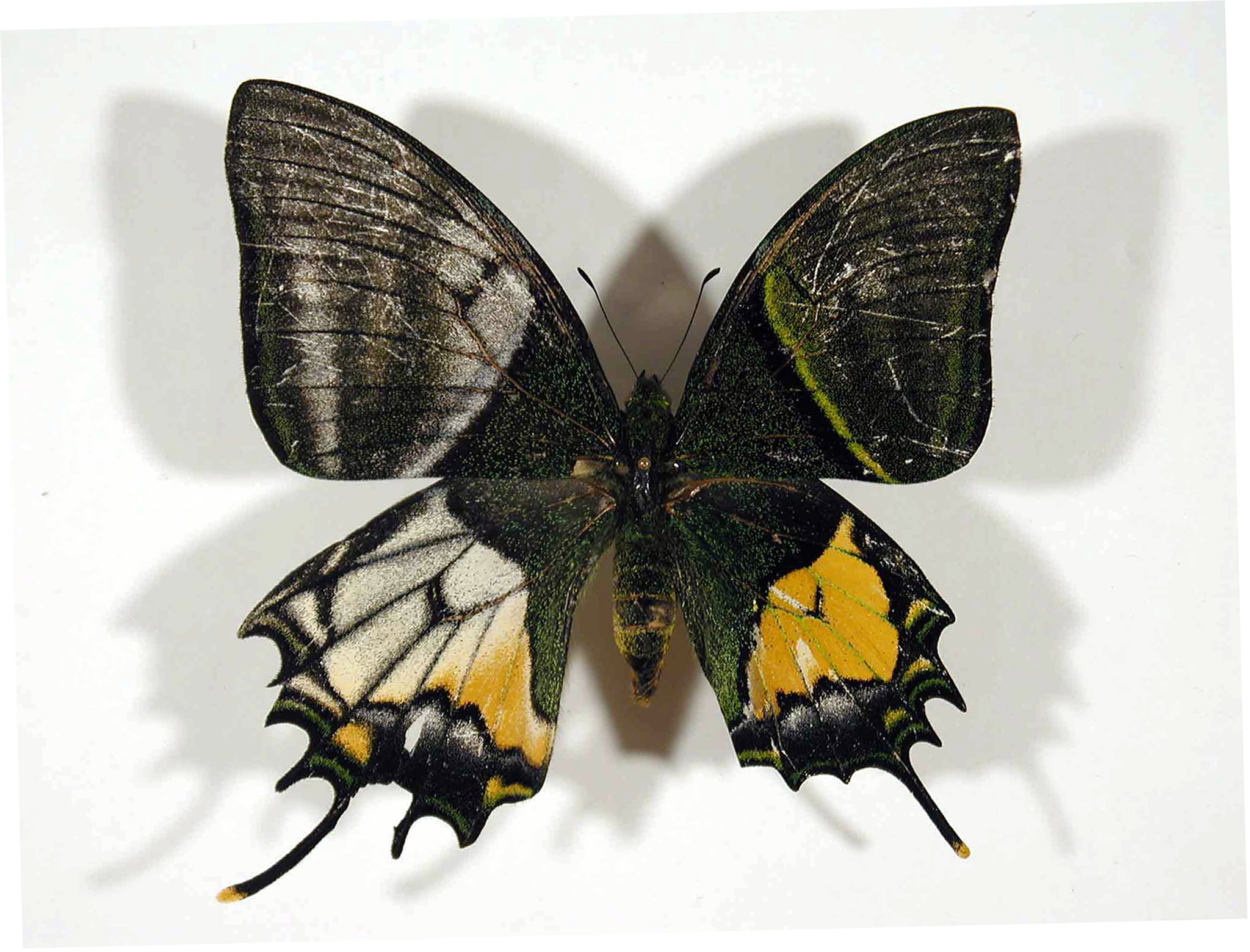 Papilio gynandromorph - needs ID [TamDao 1430m, N. Vietnam 8-2003] [Internet image property of respective owner, non commercial use only]